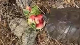 Tunceli'de susuz kalan hayvana su olmadan böyle müdahale etti! Helal olsun sana