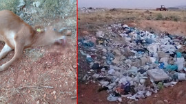 Erzincan'da 2  tane inek çöpe girdi! Saniyeler içerisinde boğularak can verdiler