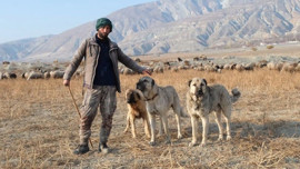 Erzincan’ın 25 yıldır koyun sürüsünü koruyor! 1 adım başka yere gitse koyunlar yok olacak