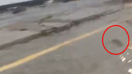 İstanbul'da yağışlardan sonra sürpriz misafir! 1 hayvan arabaların arasında böyle geçti