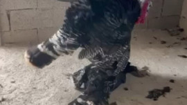 Gaziantep'te bağ evinde hindisinin hareket etmediğini gördü! 2 hayvanın yanına gidince hayretlerde kaldı