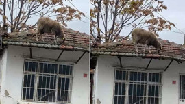 Edirne'de 1 tane koyun çatıda görüldü! Oraya neden çıktığı ile gerçek hemen anlaşıldı