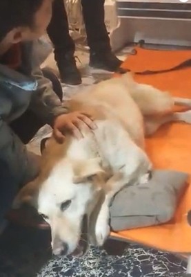 Bu nasıl vicdansızlık! Parkta duran köpeğe kurşun yağdırdı - Resim: 1