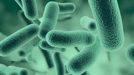 Avrupa’da Salmonella alarmı! Vaka sayısı artıyor: “Henüz sona ermedi”