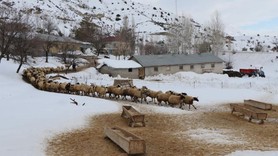 Yüksek kesimlerde sıcaklıklar düştü! Besicilerin mesaisi devam ediyor