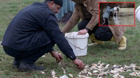 Tarladan kova kova balık toplayıp yeniden geri göle bıraktılar... Görüntü Türkiye'den... Olmaz olmaz demeyin artık