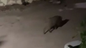Türkiye’de domuzlar sürüyle şehre indiler…Evlerin balkonlarından hemen kayda aldılar
