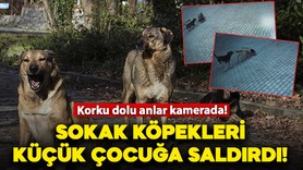 Sivas'ta korku dolu anlar! Sokak köpekleri çocuğa saldırdı: Korku dolu anlar kamerada