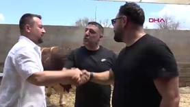 Kayseri'de bir çiftlikte tutuluyordu... Benzerinden yoktu. Tam 540 bin TL'ye satıldı