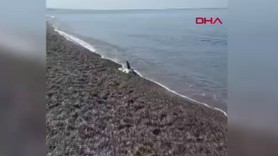 Manavgat'ta tam 1,5 metre uzunluğundaydı! Kıyıda onu görenler yanına yaklaşmaya korktu