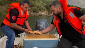 Kars’ta sazan balıkları üreme dönemlerinde titizlikle araştırılıyor