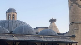 Leylekler Karaman'da tarihi kümbeti kendilerine yuva olarak seçtiler