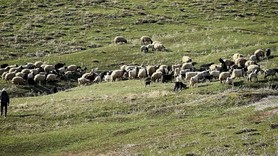 Ankara'da 300'lerce koyununu otlatan çoban koyunlar otlarken tarlada bir anda onu gördü! Kafasına ve 2 ayağına bakınca resmen hareketsiz kaldı