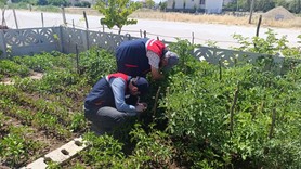 Afyonkarahisar’da çiftçilere tarımsal üretim süreçleri için yerinde teknik destek sağlanıyor