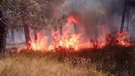 Pendik Aydos Ormanı'nda korkutan yangın!