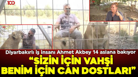 Diyarbakırlı iş insanı Ahmet Akbey 14 aslana bakıyor! 'Sizin için vahşi benim için can dostları!' tv100 ekibi aslan çiftliğinde!