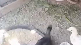 Kümesin içindeki karmaşa bir cana mal oldu. O anlar kameralara yansıdı, o hayvan hızla uzaklaştı