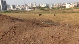 Adana’da kanala dökülen tavuk pisliği mahalleyi yaşanmaz hale getirdi