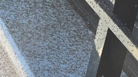 Gaziantep'te her yeri sardılar. Sürüyle ilerlemeye devam ediyorlar