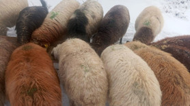 Bitlis'te 20'den fazla koyunu otlatmaya götürmüştü! Çoban bir anda o sesi duydu, koyunlar bile içine doğru kapandı