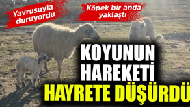 Erzincan'da 1 tane koyun yavrusunun yanında duruyordu! 1 koyunun yaptığı hareket herkesi hayrete düşürdü