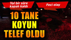 Malatya'da feci olay! 10 tane koyun telef oldu