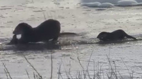 Murat Nehri'nde bir görünüp bir kayboldular