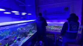 Kaçak canlı hayvan operasyonunda rekor! Sülükten maymuna yüzlerce tür, 85 bin canlı hayvan!