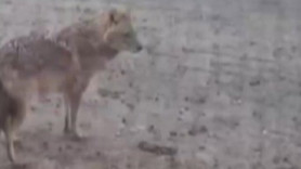 Yiyecek ararken yerleşim yerine indi, herkesin tüylerini diken diken etti