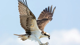 Cooper şahinine alkol içirdi: Kaliforniya’da genç adama ağır ceza