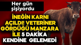 İneğin karnı açıldı, veteriner gördüğü manzara ile 5 dakika kendisine gelemedi! Her gün şişiyordu