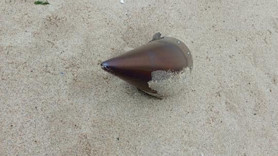 Çatalca'da kıyıya vuran füze başlığı imha edildi