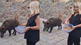 Safiye Soyman evinin kapısına gelen yaban domuzunu elleriyle besledi!