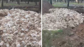 Tarsus'ta ölü tavuklar ormana atıldı