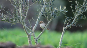 Hatay'da ilk kez Türkistan örümcekkuşu görüldü