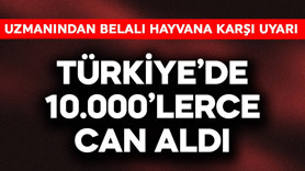 Türkiye'de 10.000'lerce can aldı! Tam tarihi yaklaşırken uzmanından belalı hayvana karşı uyarı