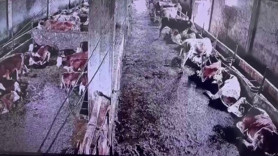 Sivas'taki depremi sadece onlar hissetti! Panik anları kameralara yansıdı