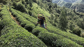 2026 yılı çay alım fiyatı açıklandı!