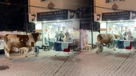 Kurban Bayramı'nın değişmeyen manzarası: Kaçan hayvanlar ortalığı birbirine kattı
