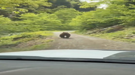 Artvin'de ormanlık alanda 1 tanesi aniden sürücünün önünde belirdi
