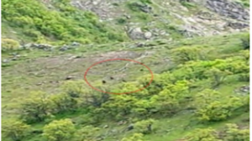 Tunceli'de doğada 10 tanesi bir anda ortaya çıktı, görenler dondu kaldı