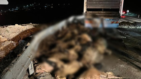Elazığ'da 60 koyundan kötü haber! Hepsi telef oldu