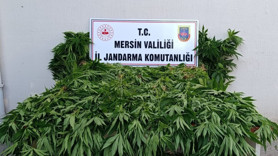 Ormanda kenevir yetiştirenlere suçüstü
