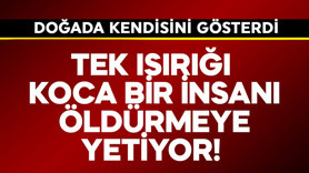 Tek ısırığı koca bir insanı öldürmeye yetiyor!  Doğada kendisini gösterdi