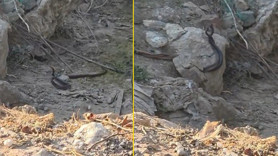Antalya'da 2 tanesinin aynı anda doğada yaptığı hareket hayret ettirdi