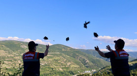 Tokat'ta 100 tanesi birden aynı anda doğaya bırakıldı