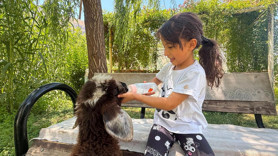 Minik kuzuya anne oldu! Biberonla beslediği görüntüler gülümsetti