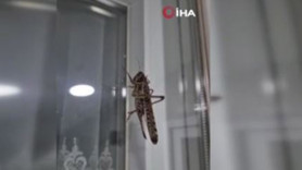 İstanbul'da Sultangazi, Arnavutköy, Gaziosmanpaşa'da görüldüler! Her an her yerden çıkabilirler