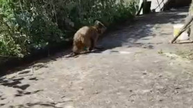 Kapıya kadar geldi! Ev sahibinin sözleri gülümsetti