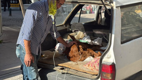 Bagaja koyup şehre getirdi: Bebeği gibi bakıyor